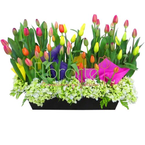 Lluvia Holandesa con HortensiasLOG