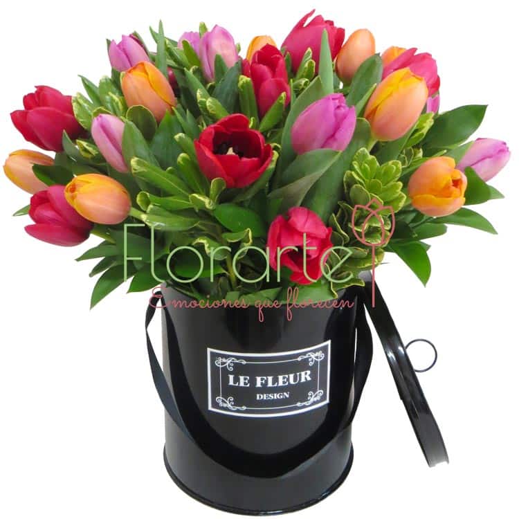 Caja Holanda FelicidadLOG