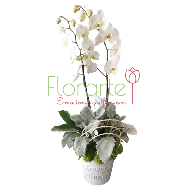 Bombin Phanaelopsis Blanca LOG FT