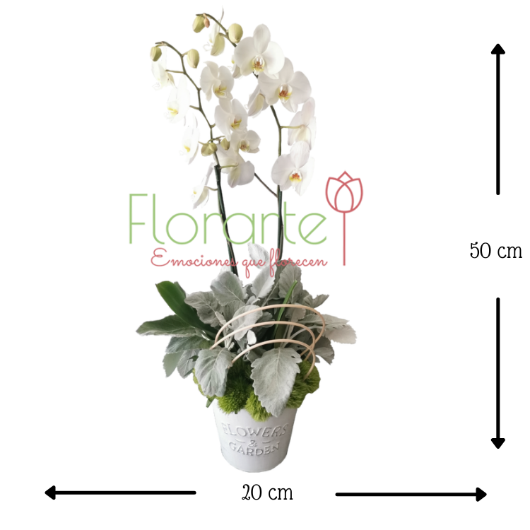 Bombin Phanaelopsis Blanca MED FT