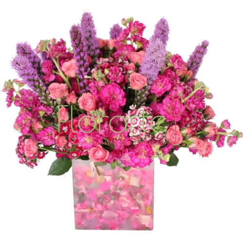 Florencia Clarabella