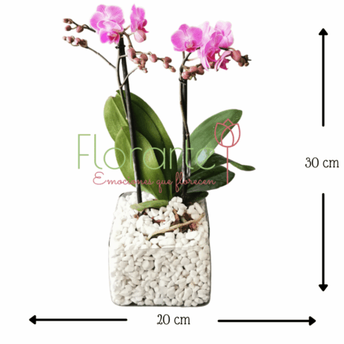 Envía flores a la CDMX