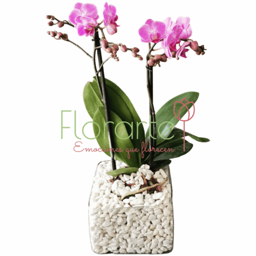 Envía flores a la CDMX