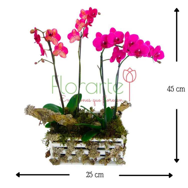Orquídea del Bosque - Imagen 2