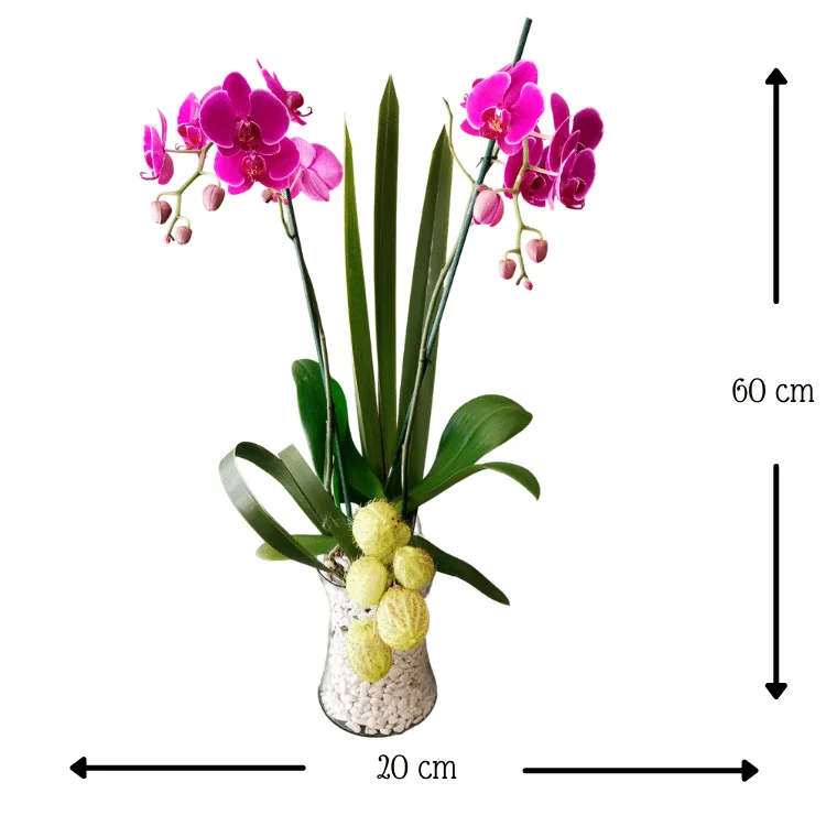 Orquídea Violet - Imagen 2