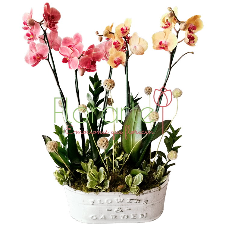 Rincón de orquídeas LOG