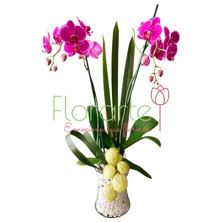 Orquídea Violet