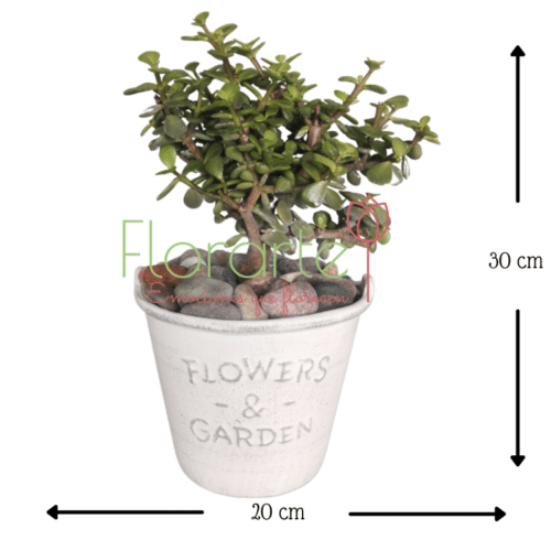 Árbol de la Abundancia F&G