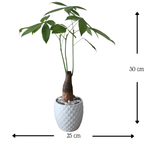 Árbol del Dinero Ikea I