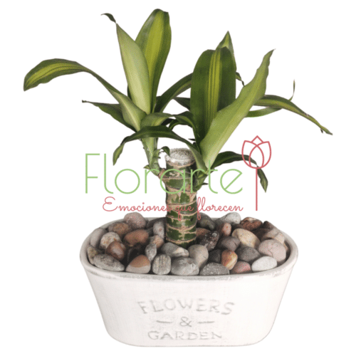 Brote de Brasil F&G1LOG