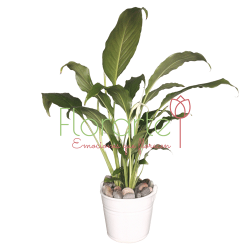 Planta Cuna de Moises