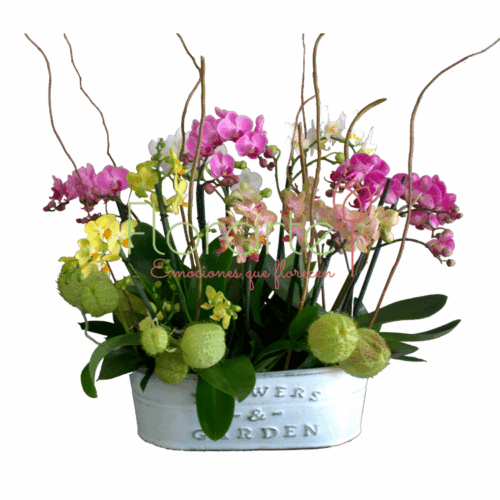 Bosque baby LOG Envía flores a la CDMX