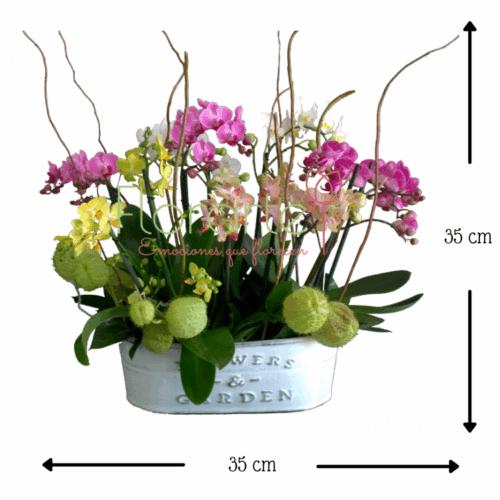 Bosque baby MED Envía flores a la CDMX