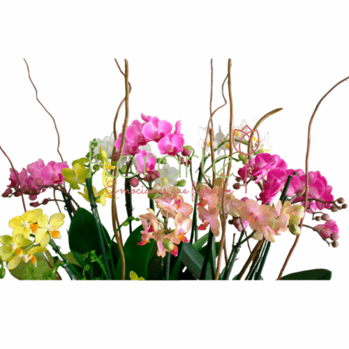 Bosque baby1LOG Envía flores a la CDMX