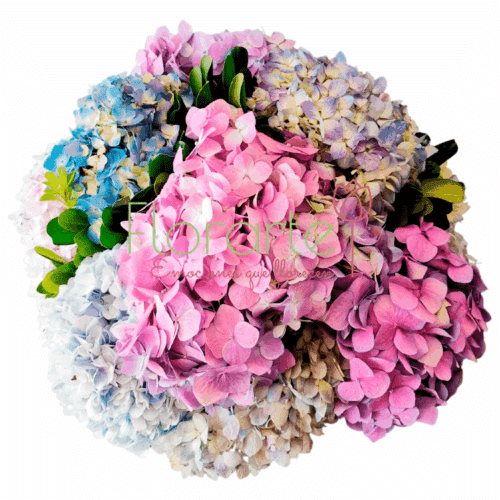 Encanto de hortensias1 LOG Envía flores a la CDMX