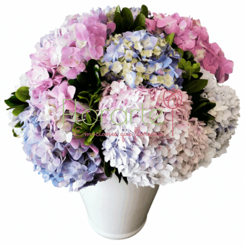 Encanto de hortensias2 LOG Envía flores a la CDMX