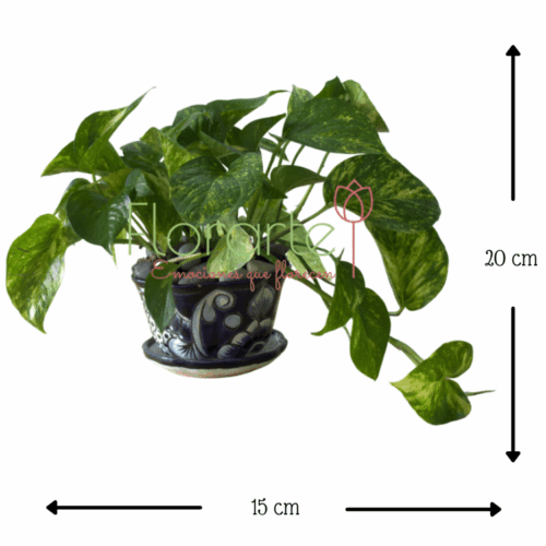 Envía flores a la CDMX