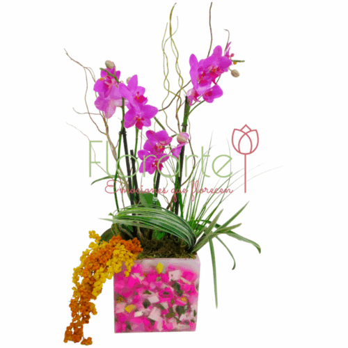 Orquídea Cielo Rosa LOG Envía flores a la CDMX