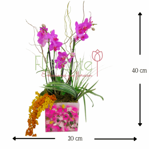 Orquídea Cielo Rosa MED Envía flores a la CDMX