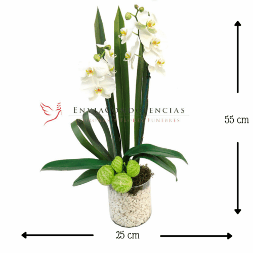 Orquídeas Cielo Lindo MED Envía flores a la CDMX