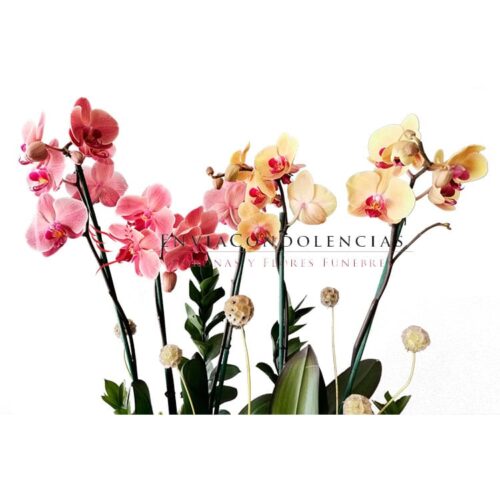 Envía flores a la CDMX