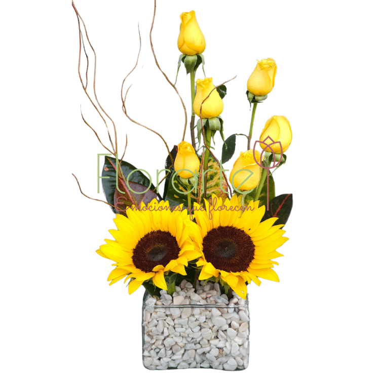 Soles de FloricientaLOG