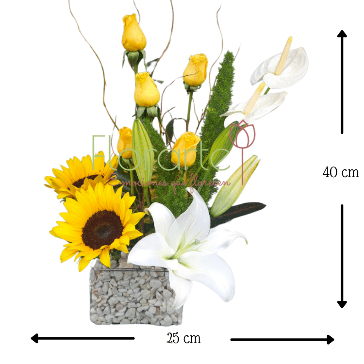 Soles y Anturios de PrimaveraMED