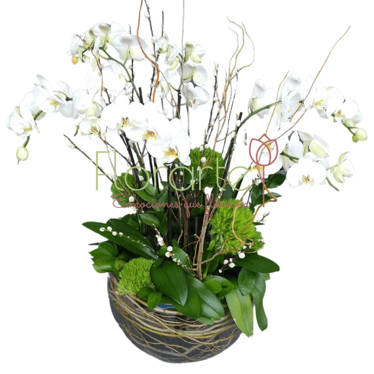 Burbuja Floral: Paraíso de Luz - Imagen 2