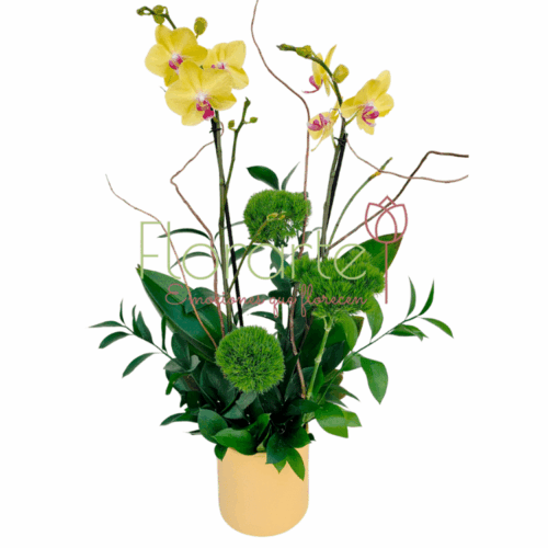Arreglo Floral: Orquídea Mágica