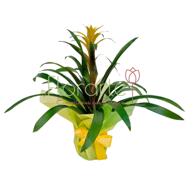 Despertar de Floricienta