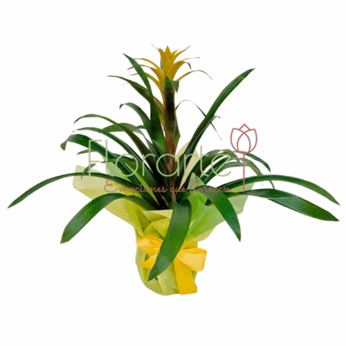 Despertar de Floricienta