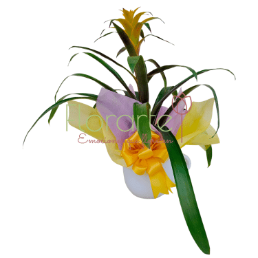 Sueños de Floricienta