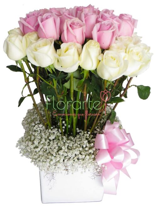 Gala Cariño Premium