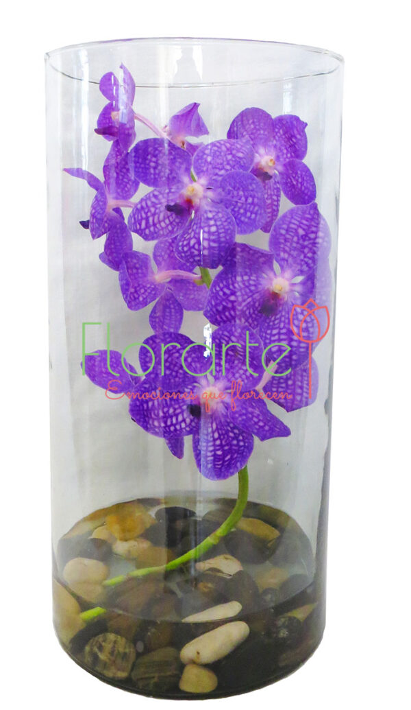 Vanda en Cilindro