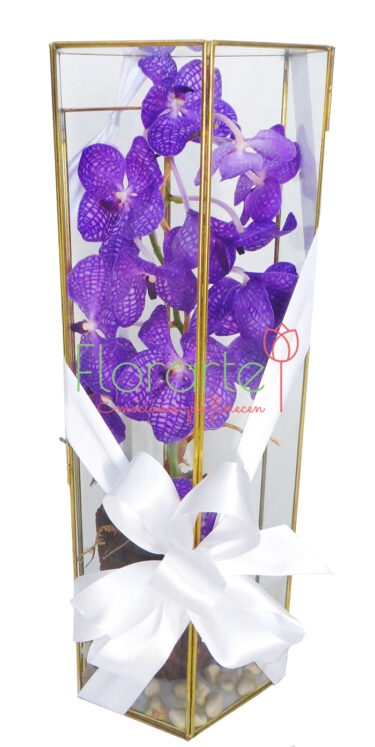 Vanda en Vitrina