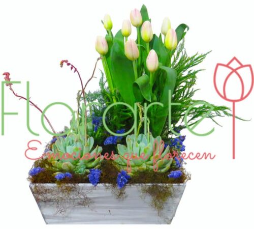 Tulipanes y Suculentas