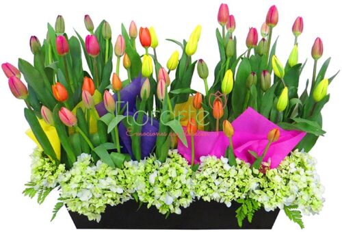 Lluvia Holandesa con Hortensias Lluvia Holandesa con Hortensias