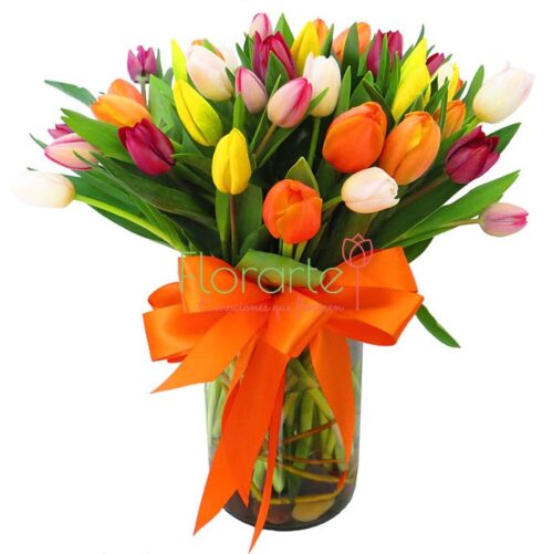 Resplandor de Tulipanes