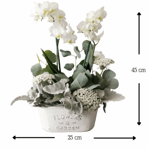 Ángel Lucero del Alma Ángel Lucero del Alma