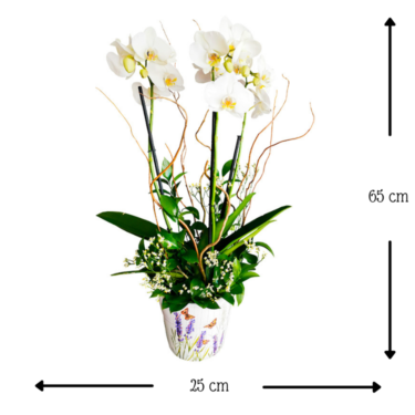 Anais Orquídea Blanca