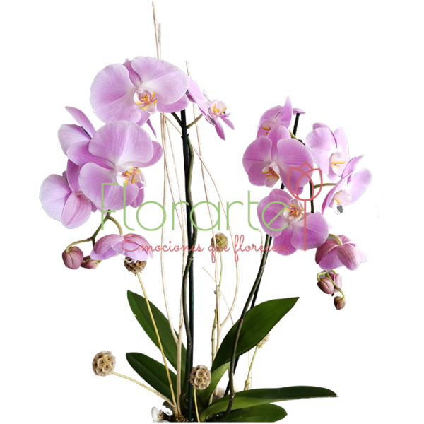 Orquídeas Rosa Anais