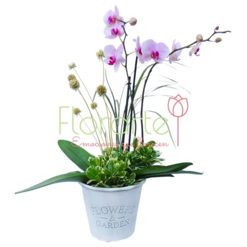 Orquídeas Anastasia Orquídeas Anastasia