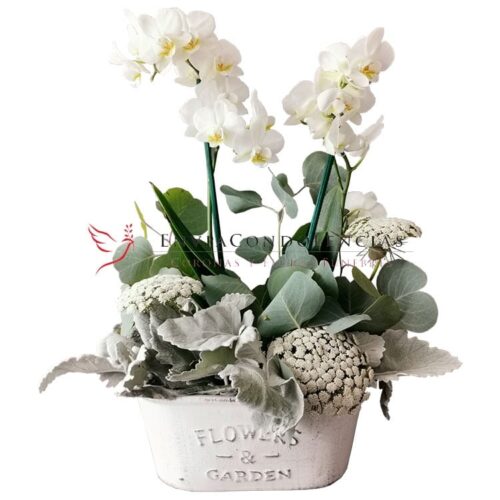 Ángel Lucero del Alma