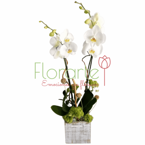 Marila Bello Suspiro