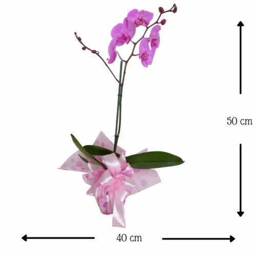 Antojo de Orquídeas