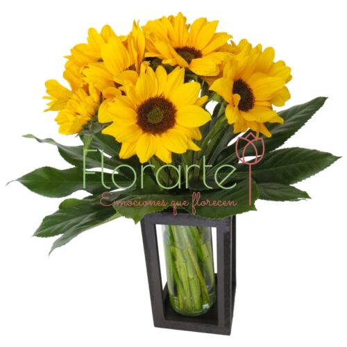 Soles de Babel Soles de Babel