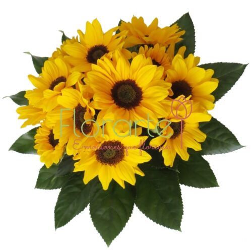 Soles de Babel Soles de Babel