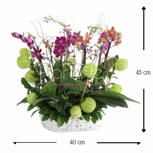 Caperuza de Orquídeas Baby.