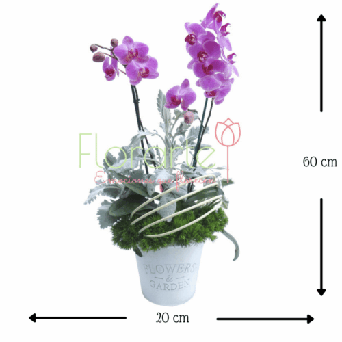 Vuelo de Mariposas Vuelo de Mariposas