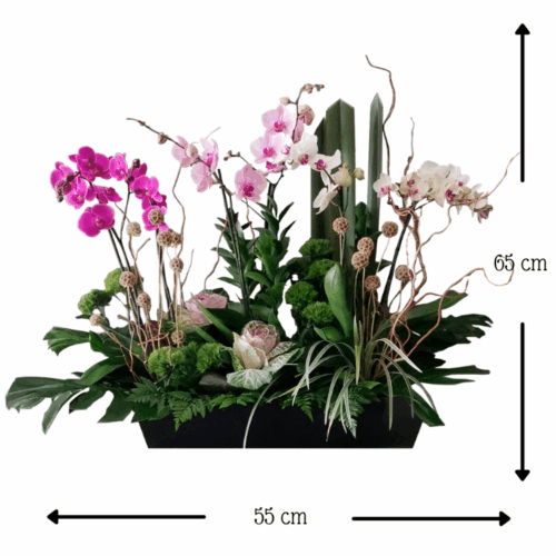 Bosque de Orquídeas